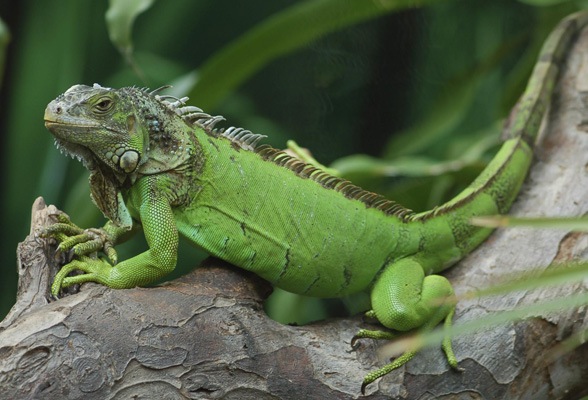 everglades green iguana